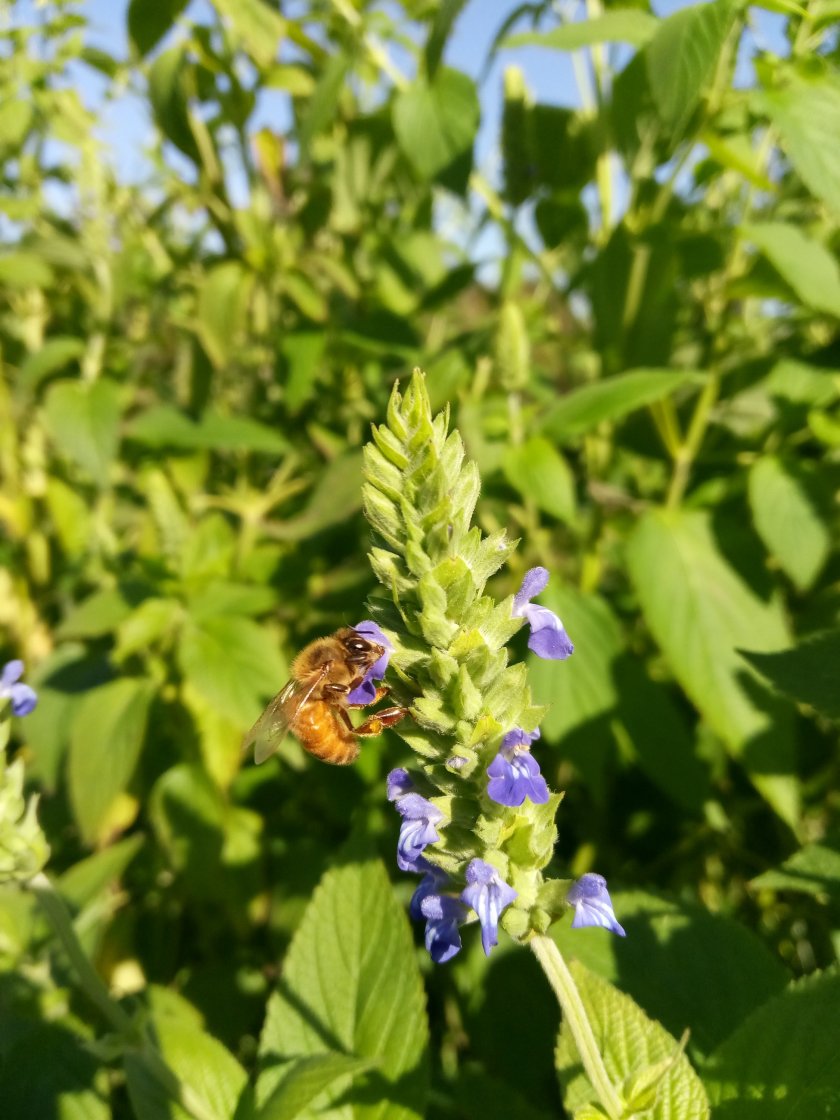 Honeybee swarm removal Reading PA