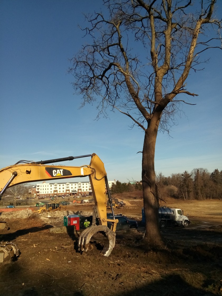 Honeybee tree removal