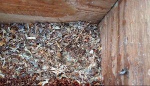 Honey Bee removal PA