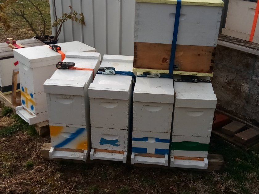Honey bee swarm trap Reading PA