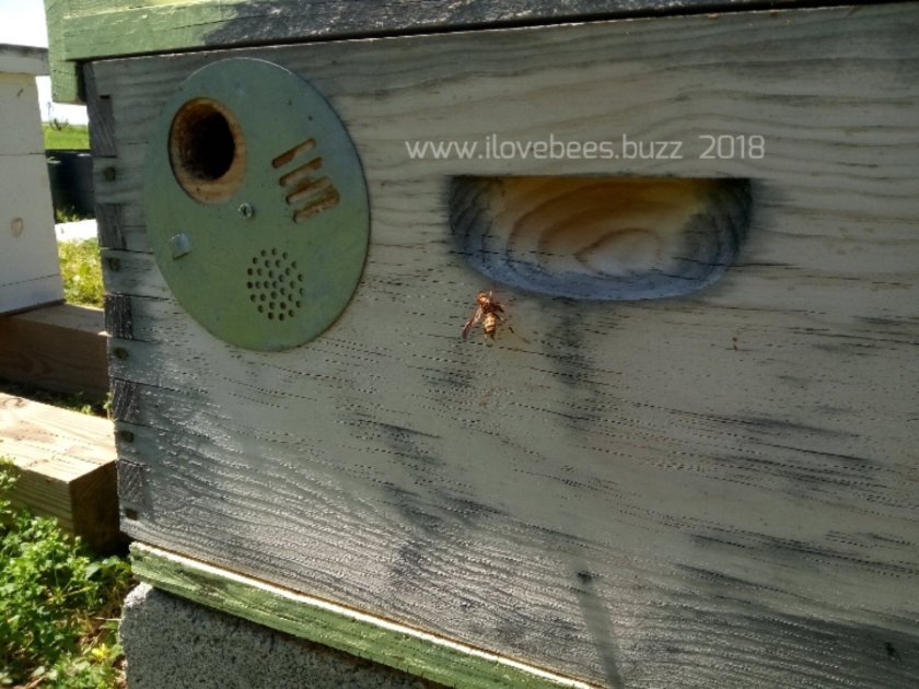 Honeybee Rescue and removal