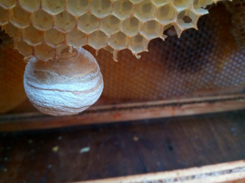 PA Berks County bee removal