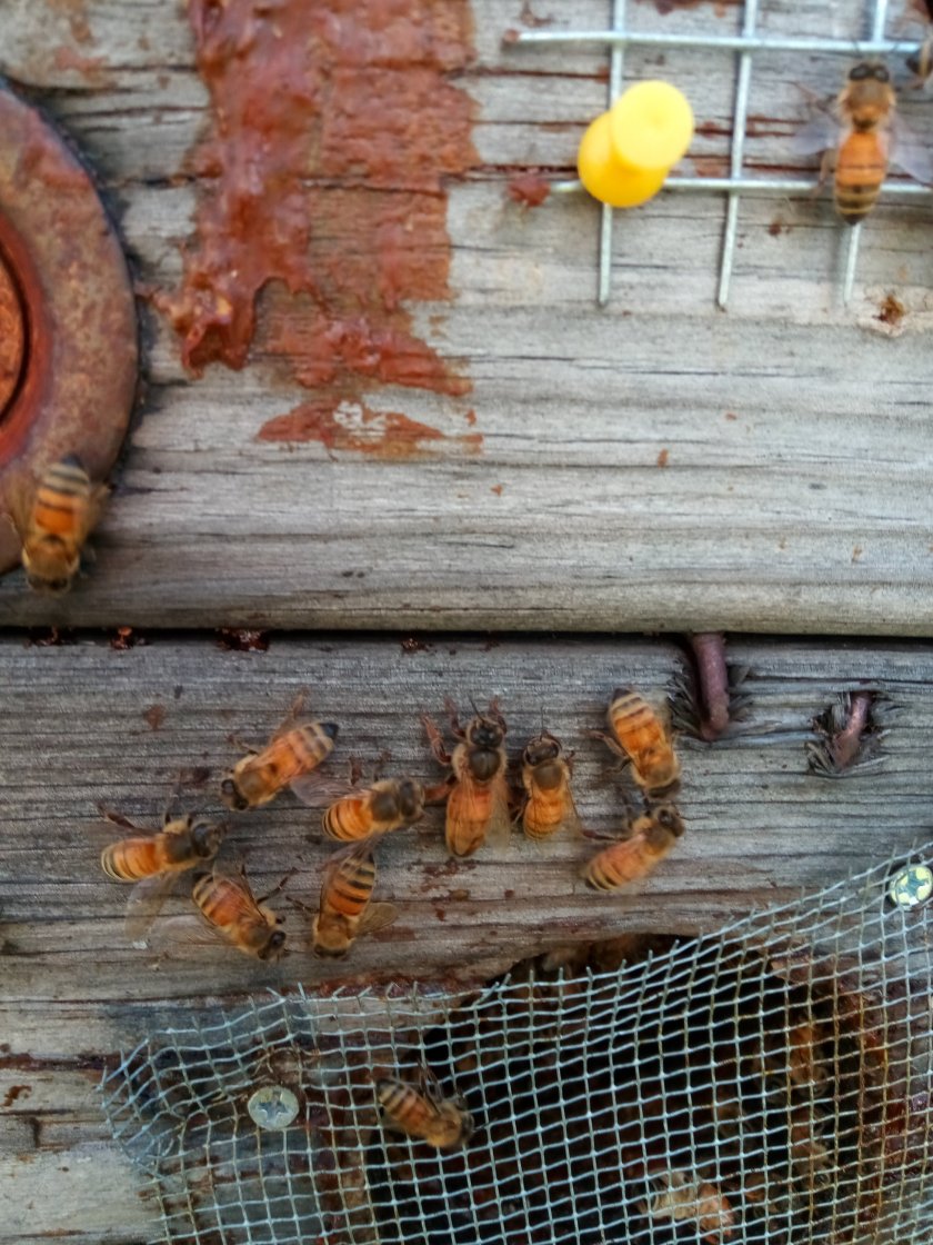 Honeybee rescue and removal PA