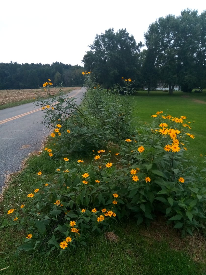 Jerusalem artichoke Sunchoke tubers for sale