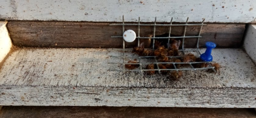 Beekeeper Pennsylvania removal 