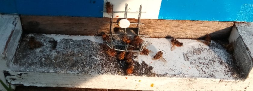 Honey bees beekeeping Pennsylvania removal