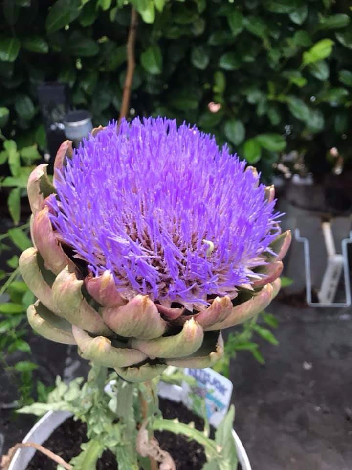 Swarm Removal PA Bees