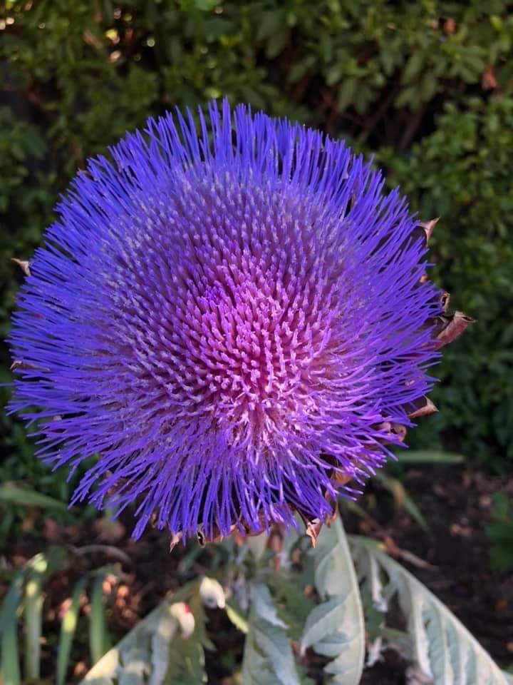 Honeybee swarm removal PA