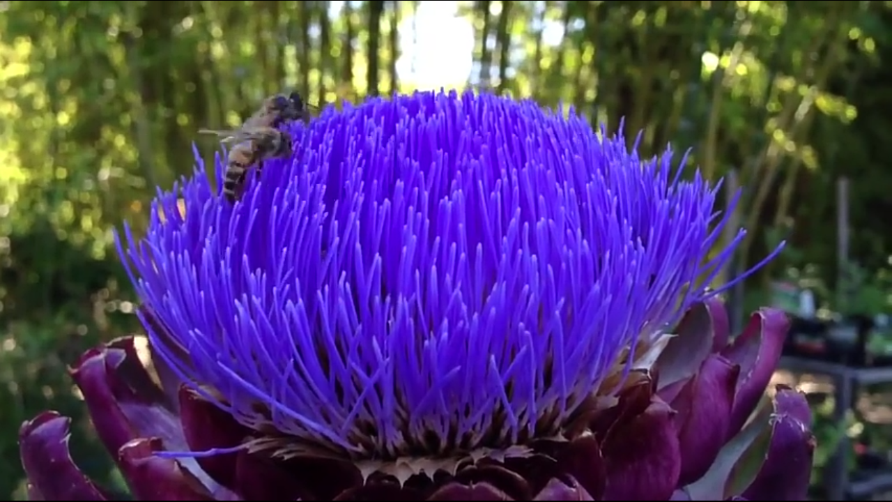 Honeybee swarm removal Pennsylvania Berks County