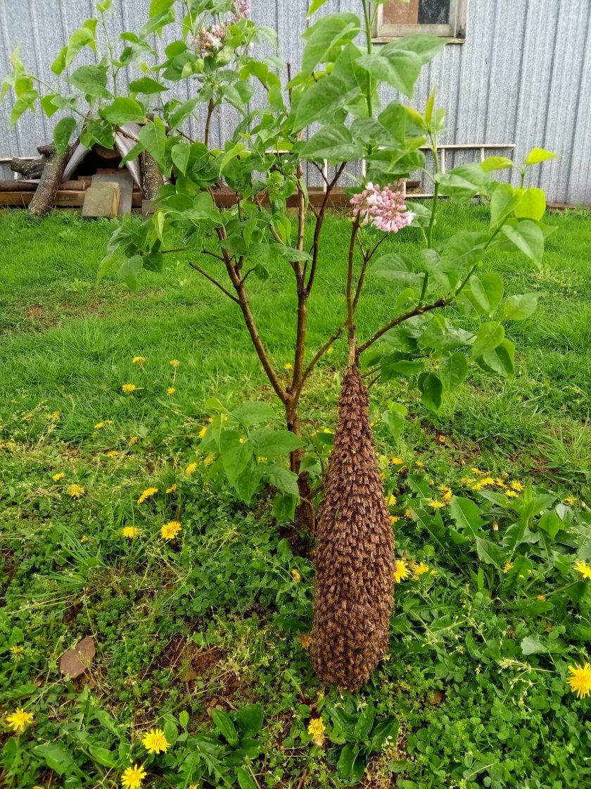 Swarm removal honey bees beekeeper