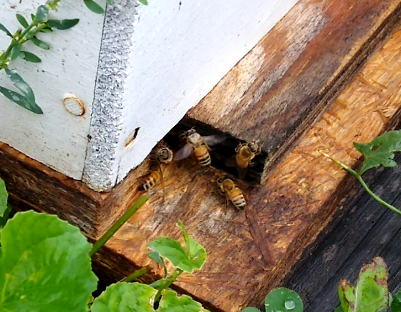What are the white markings on my&nbsp;bees?