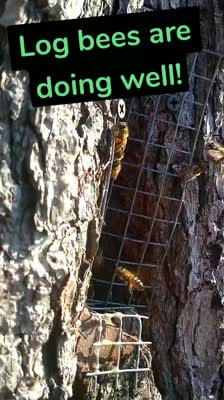 Log bees are doing well!