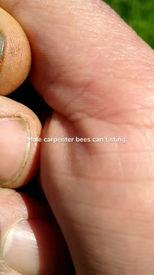 Male carpenter bees can't sting.