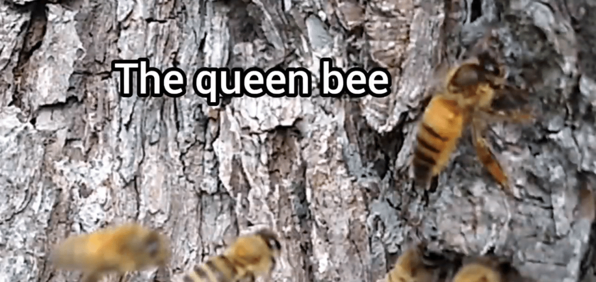 Log Colony Queen mating&nbsp;flight